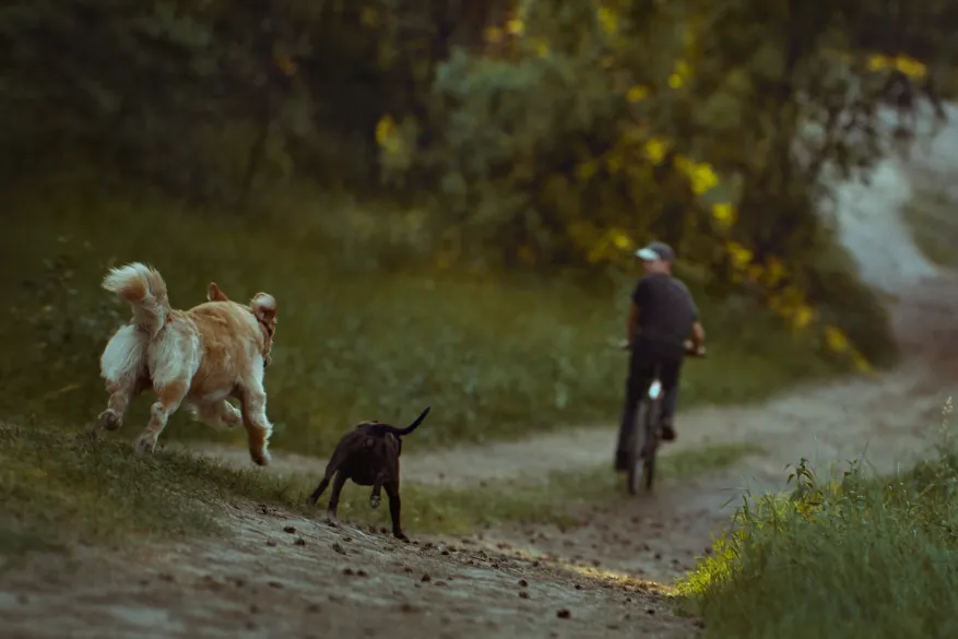 Dogs chasing a frightened man on a bike. If you've been injured in a dog attack in Kansas City, our dog bite lawyers can help you recover the compensation you deserve. 