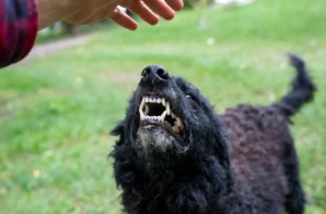 A black dog showing it's teeth and a person extending their hand.